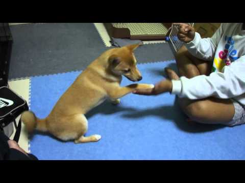 minu學翻滾(原發表者:minu媽)(影片)