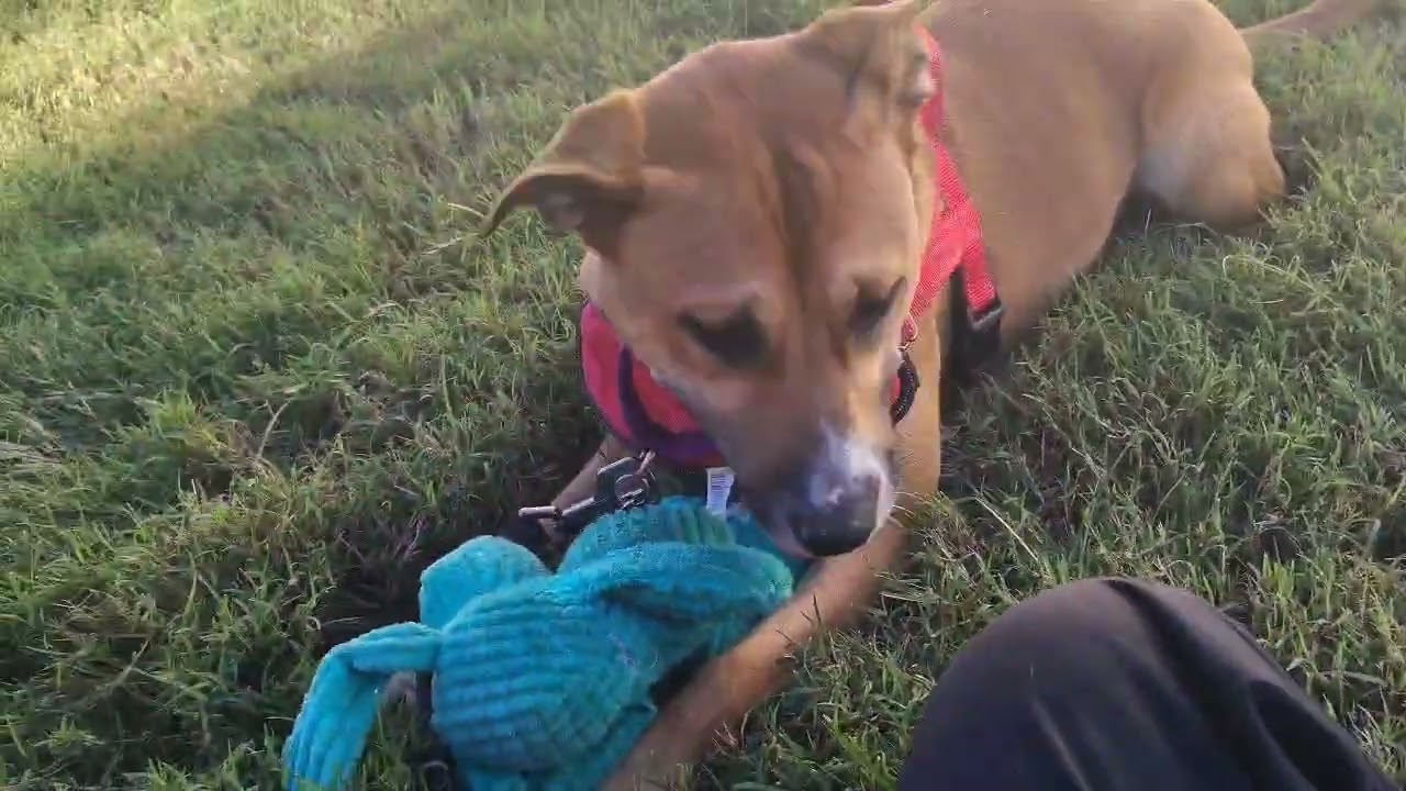 Enlarge Sadie, a Adoptable mixed breed in Greenbelt, MD video 6/6