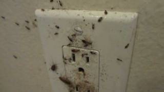 German Cockroaches Inside Wall Outlet