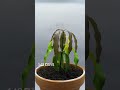 1 YEAR In 50 Seconds Mango Tree