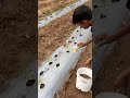 Mirchi Drenching Humic And 19 19 19