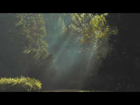 North Sunset-Forest(Original Mix)
