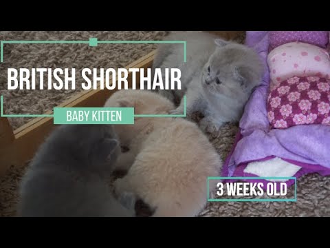 Cute British Shorthair Kitten 3 Weeks old
