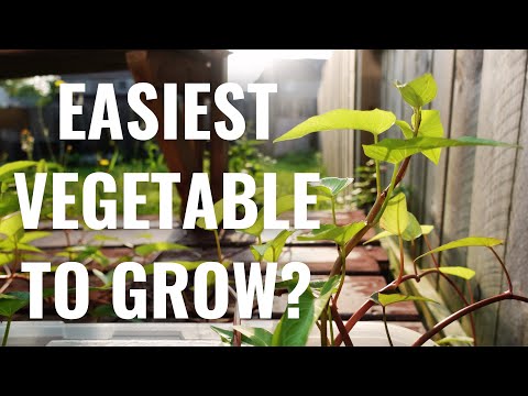 , title : 'Grow Water Spinach At Home | Planting Kangkong Part 1'