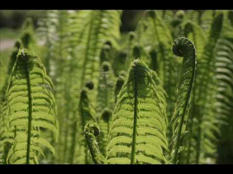 Aigariņš & Vēja Runa   Papardes   YouTube