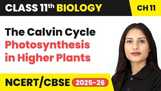 The Calvin Cycle - Photosynthesis in Higher Plants | Class 11 Biology Chapter 11 | CBSE 2024-25