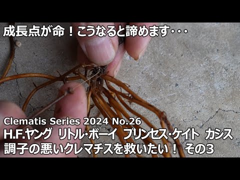 園芸 クレマチス ミス・ベイトマン