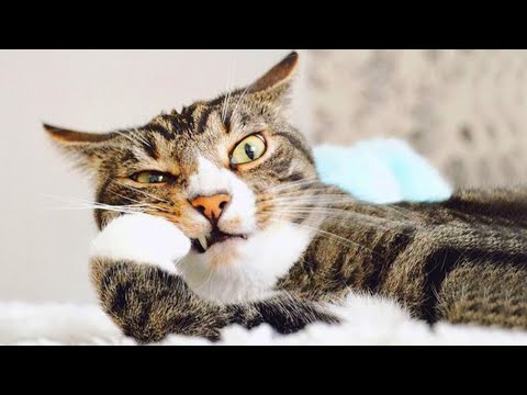 Watch & Laugh! These Funny CATS Will Make Your Day - Funniest Cat Videos