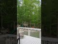 Owl Calling Like A Pro With Charlotte