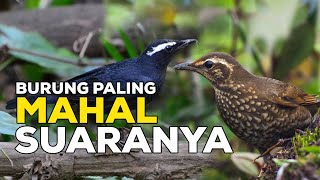 Download lagu THIS BIRD'S SOUND IS SUPER EXPENSIVE, WHAT ARE THE REACTIONS OF PEOPLE WHO HAVE KEPT IT? mp3