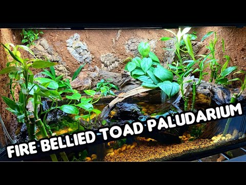 How I Built My Paludarium | Fire Bellied Toad Tank