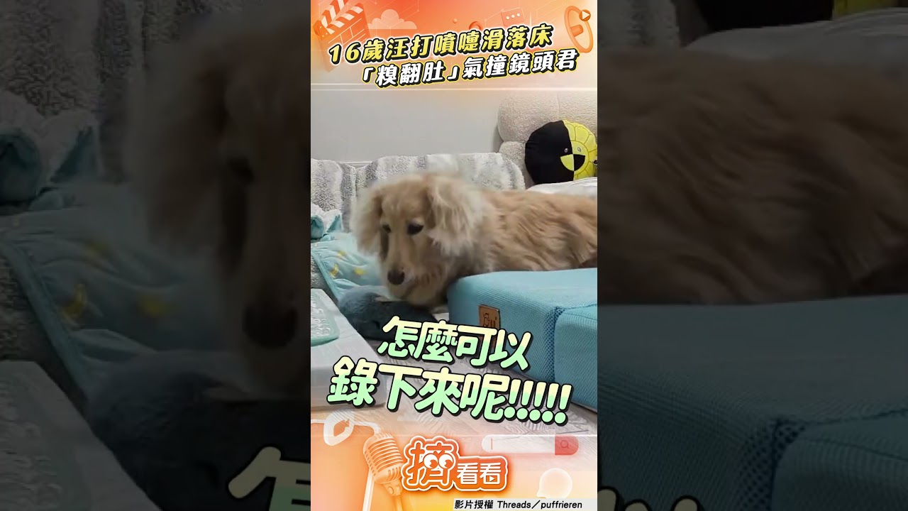 影音／16歲長毛臘腸打噴嚏滑落床　超糗「翻不過身」氣撞鏡頭君