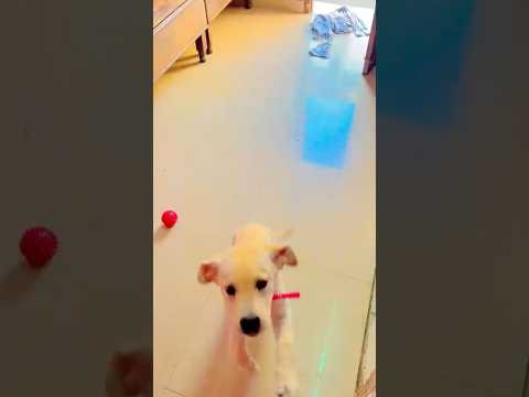 Aarzoo♥️ By Yashhh X @bxckbencher_muzix #trending #viralvideo #doglover #shortvideo #doglover