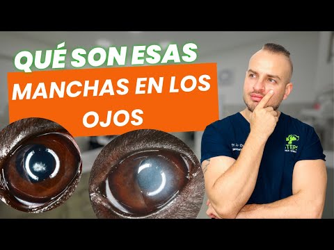 Corneal opacities in dogs