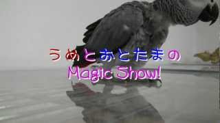 うめとおとたまのマジックショー♪ African grey, Ume and dad&#39;s Magic Show!