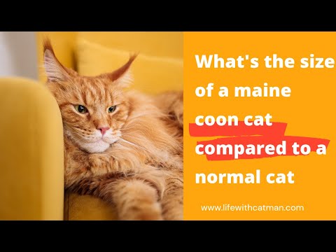 What's the size of a maine coon cat compared to a normal cat