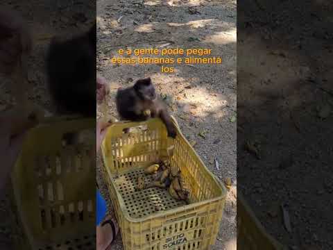 Cuidado com o seu celular nesse parque! 🐒📱 #shorts