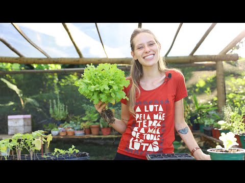 How to plant lettuce the right way