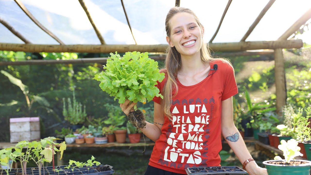 Como plantar alface do jeito certo