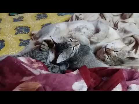 Mr.Put*in is fathering carefully.  @dolanaretumidolanandyou5519