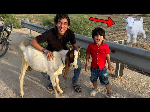 Bakra Eid Ki Tayari Start Hogayi 😍| Pumpi Ne Janwar Dekh Liya 😂|