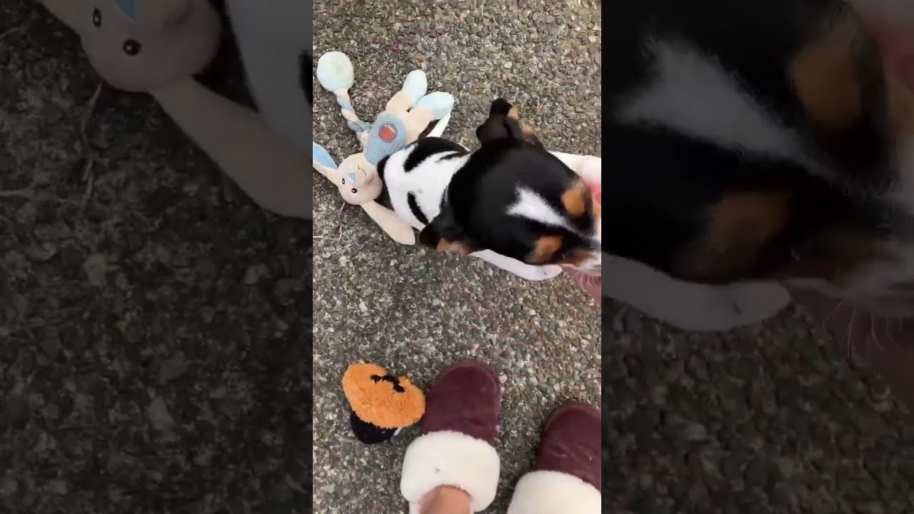 Enlarge Ziggy, a Adoptable mixed breed in Nanaimo , BC video 2/4