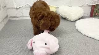 タイニープードルの動画02