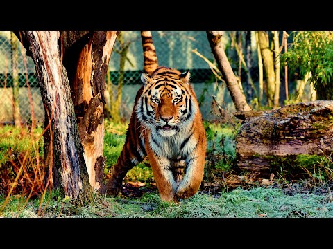 Animals Of The World 4K: Asian tiger - Scenic Wildlife Film With Calming Music #relaxingmusic #piano