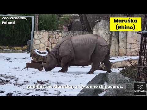 David vs Goliath 😳 Tiny Deer vs 1.7-Ton Rhino
