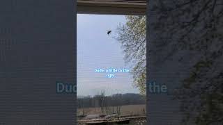 Bumbles are fluffy right #bee #spring #darnit #problem #carpenters #adhd #momlife #bumblebee