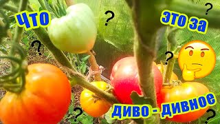Томат Диво дивное: отзывы, описание сорта, фото, видео, отзывы ...