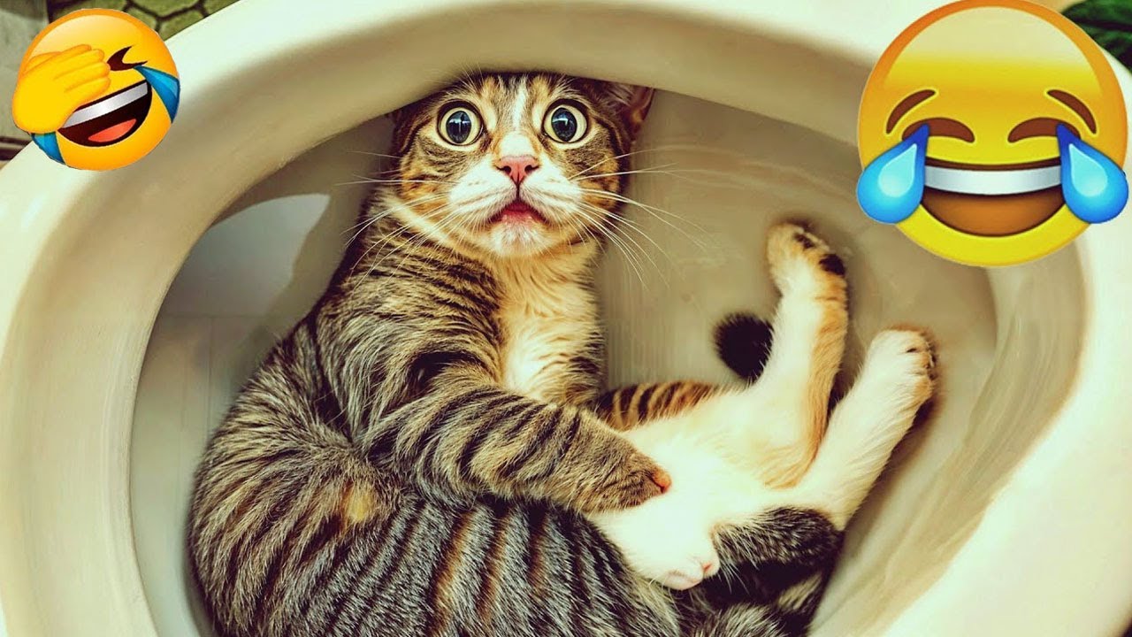 笑顔になっちゃう猫と犬たちの爆笑動画😍 絶対見るべきおもしろ動物クリップ😹🐶