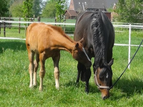 SOLD - Hengstfohlen/Colt by Fürsten-Look x Sandro Hit - Boss/Bolero