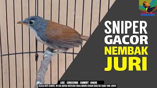 Download lagu NGERIIIII .!!! BURUNG INI BISA SADISSS..... TEMBAKAN Sniper Gacor mp3 Download lagu NGERIIIII .!!! BURUNG INI BISA SADISSS..... TEMBAKAN Sniper Gacor mp3