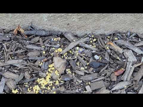 Ants Carrying Our Bait in Sea Girt, NJ