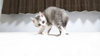 猫 威嚇 ポーズ Watch Hd Mp4 Videos Download Free