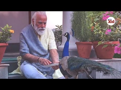 Precious moments: PM Modi feeding Peacocks at his residence 7, Lok Kalya...