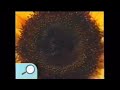 Noggin Show And Tell Sunflower