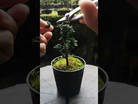 選択シートのメンテナンス 屋外盆栽 矮性の木の世話をする方法