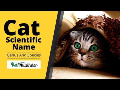 Discover Cat Scientific Name Genus and Species ! Unique Pet Names