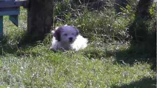 preview picture of video 'Lucy beim ersten Besuch der Welpenschule'