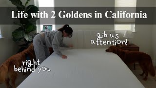 Realistic days of my life with 2 goldens | Grooming my Goldens at Home, stay-at-home dog mom
