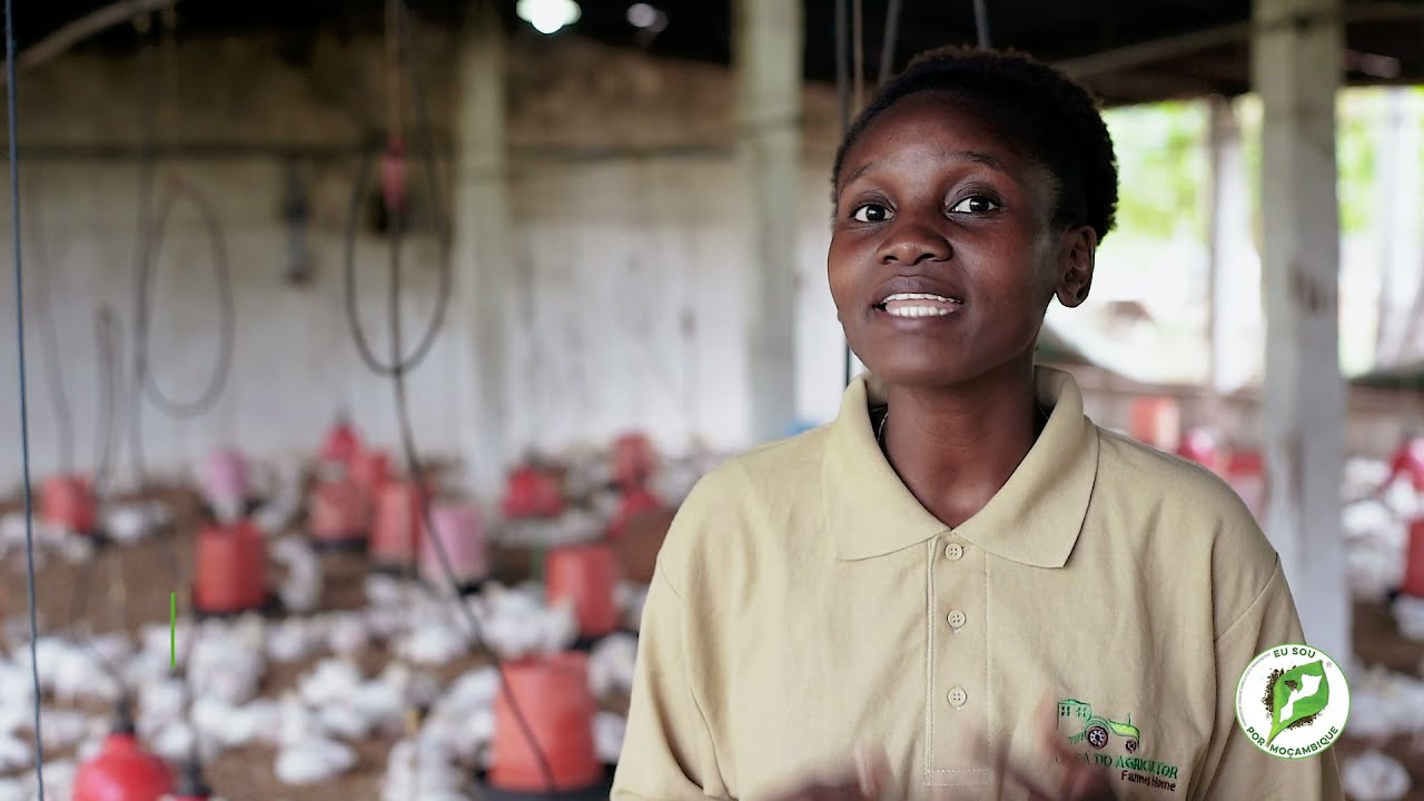 Aspectos importantes na criação dos frangos /ABC do Agricultor