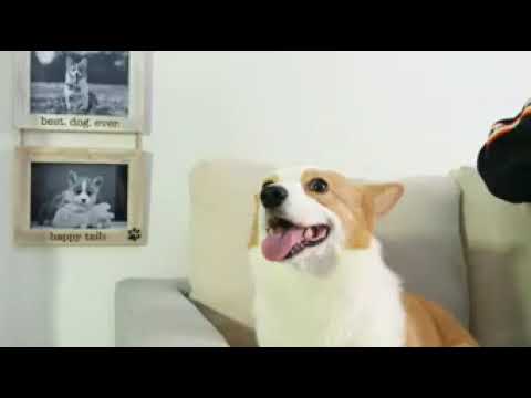 Dogs Wall Picture Frame