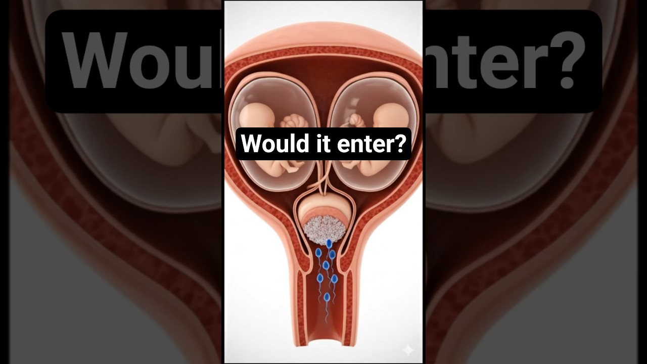 Twin Pregnancy in the Womb | Unborn Baby Development