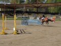 Laakso 11.5 Juniorcup 115cm, 0/0