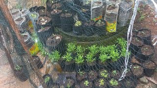 Download lagu H.DARSO CAMPAKA BODAS KAROUKE mp3