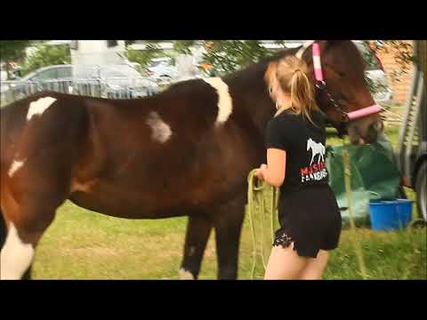 MUSTANG MAKEOVER 2018 Team Maja (TAG 3891) - Update 4