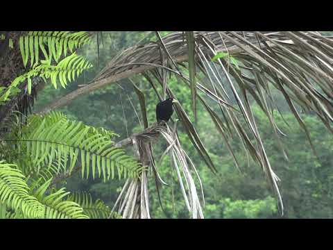 Geelstuitbuidelspreeuw - Yellow-rumped cacique - Suriname