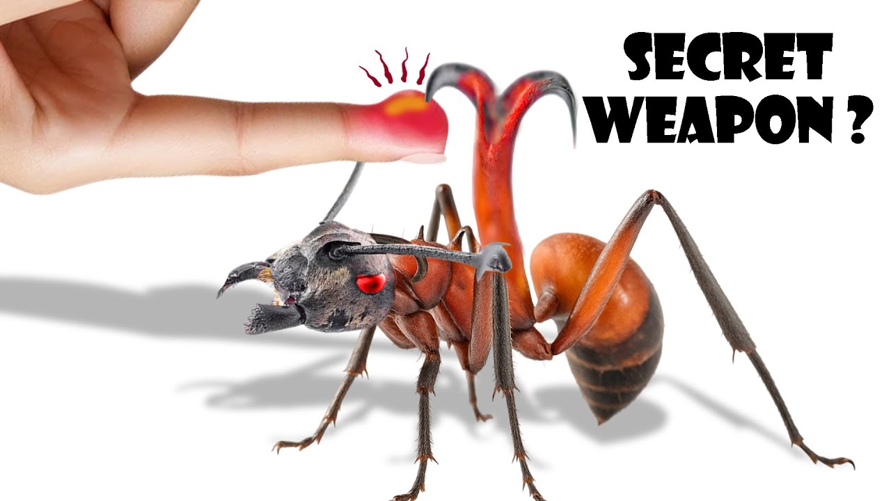 Polyrhachis bihamata – The warrior ant with a hook on its back, have you ever seen it 😱